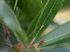 Charaxes jasius
